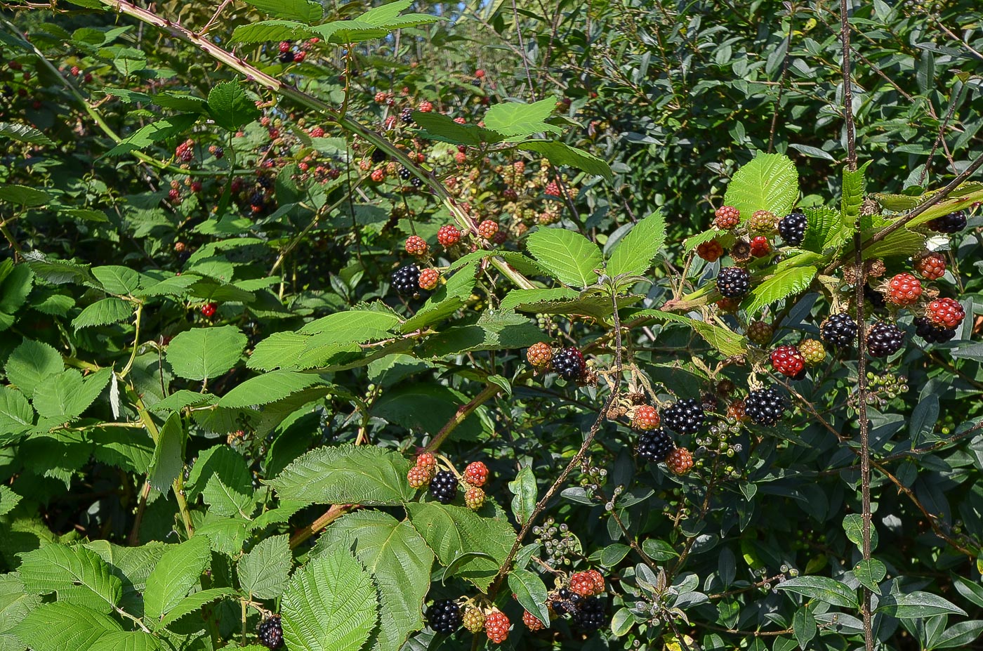 Enevägen 4 , Linden-Rönnen