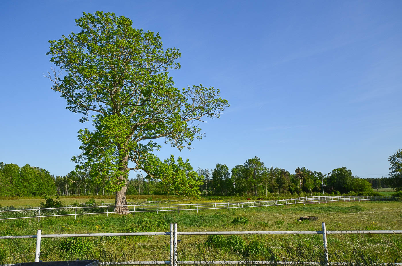 Tomtebyholm 710 , SMEDBY
