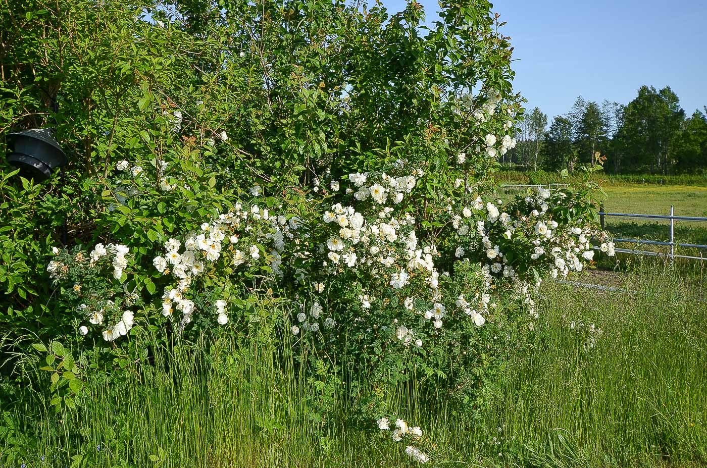 Tomtebyholm 710 , SMEDBY